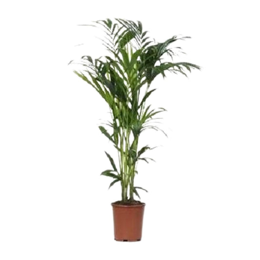 Howea Kentia-Palme Ø24cm – 140cm elegant & pflegeleicht