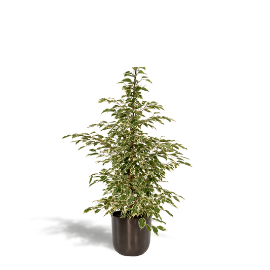 Ficus benjamina Twilight – Elegante, pflegeleichte Zimmerpflanze Ø21cm