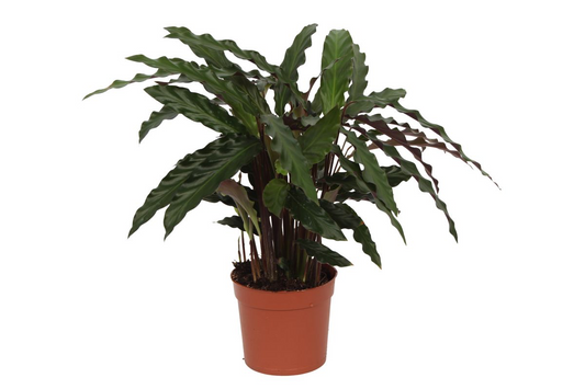 Calathea Elgergrass – Pflegeleichte, elegante Zimmerpflanze 35 cm