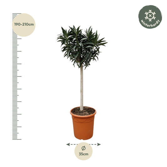 Nerium Oleander op Stam mit rosa Blüte – 200 cm, Ø 35 cm