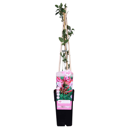 Lonicera periclymenum 'Serotina' – Duftende Kletterpflanze Ø15cm