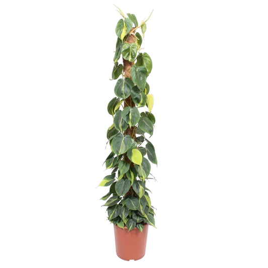 Philodendron Scandens Brasil Moosstab – 150 cm, Ø 27 cm