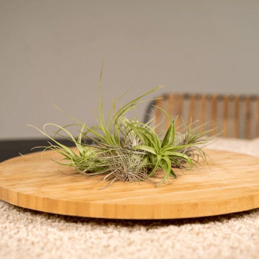 Everspring Tillandsia Air Mix – 20 luftreine Luftpflanzen