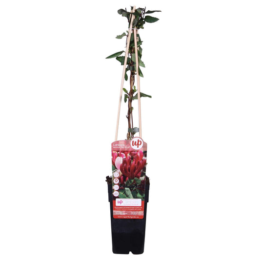 Lonicera japonica 'Red World' – Duftendes Geißblatt Ø15cm