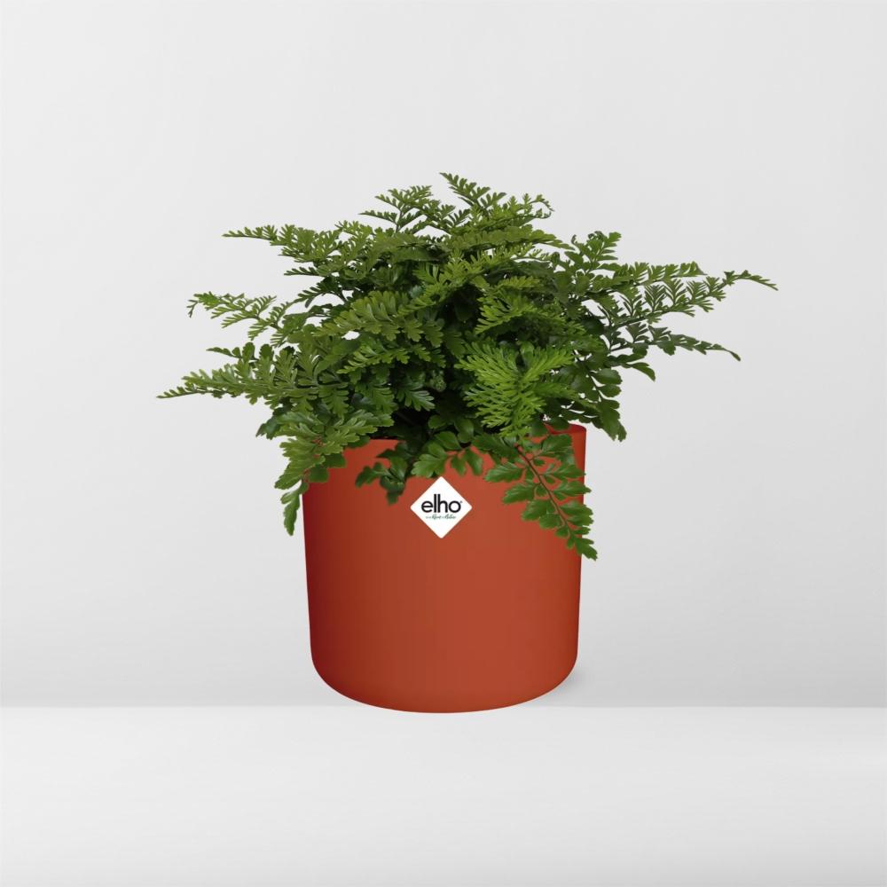 Asplenium Parvati – Luftreinigender Zimmerfarn im ELHO b.for soft Rond 14cm Brique