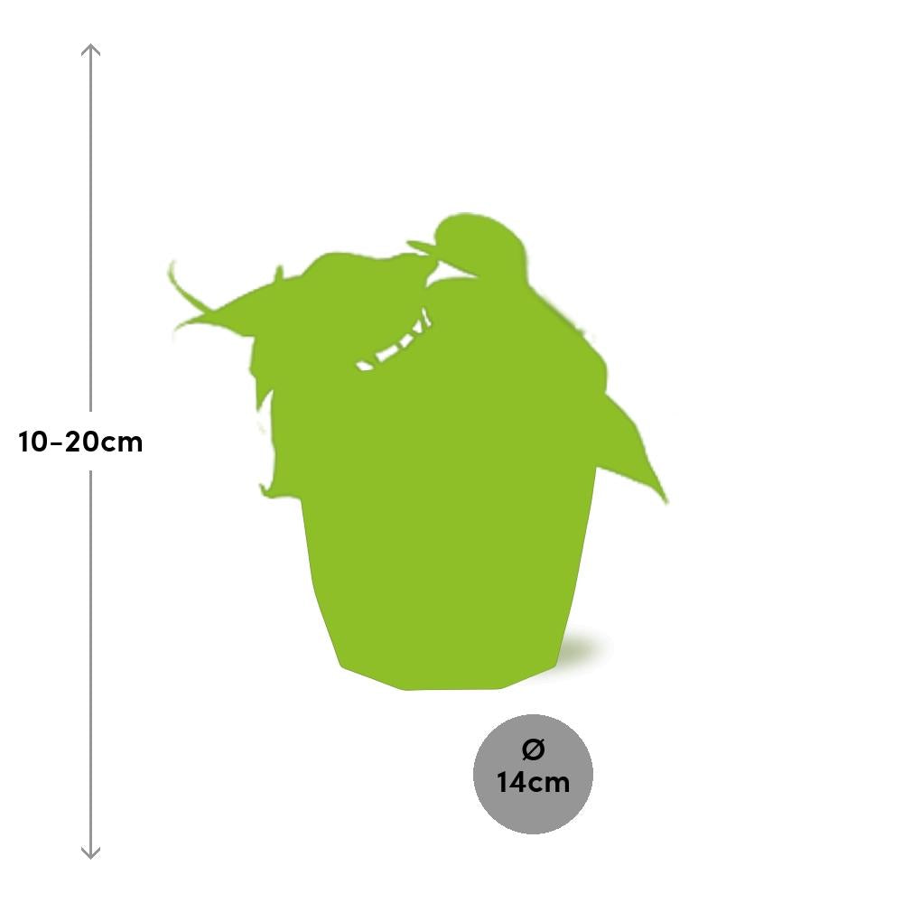 Philodendron Scandens – Pflegeleichte, grüne Zimmerpflanze 14cm Topf