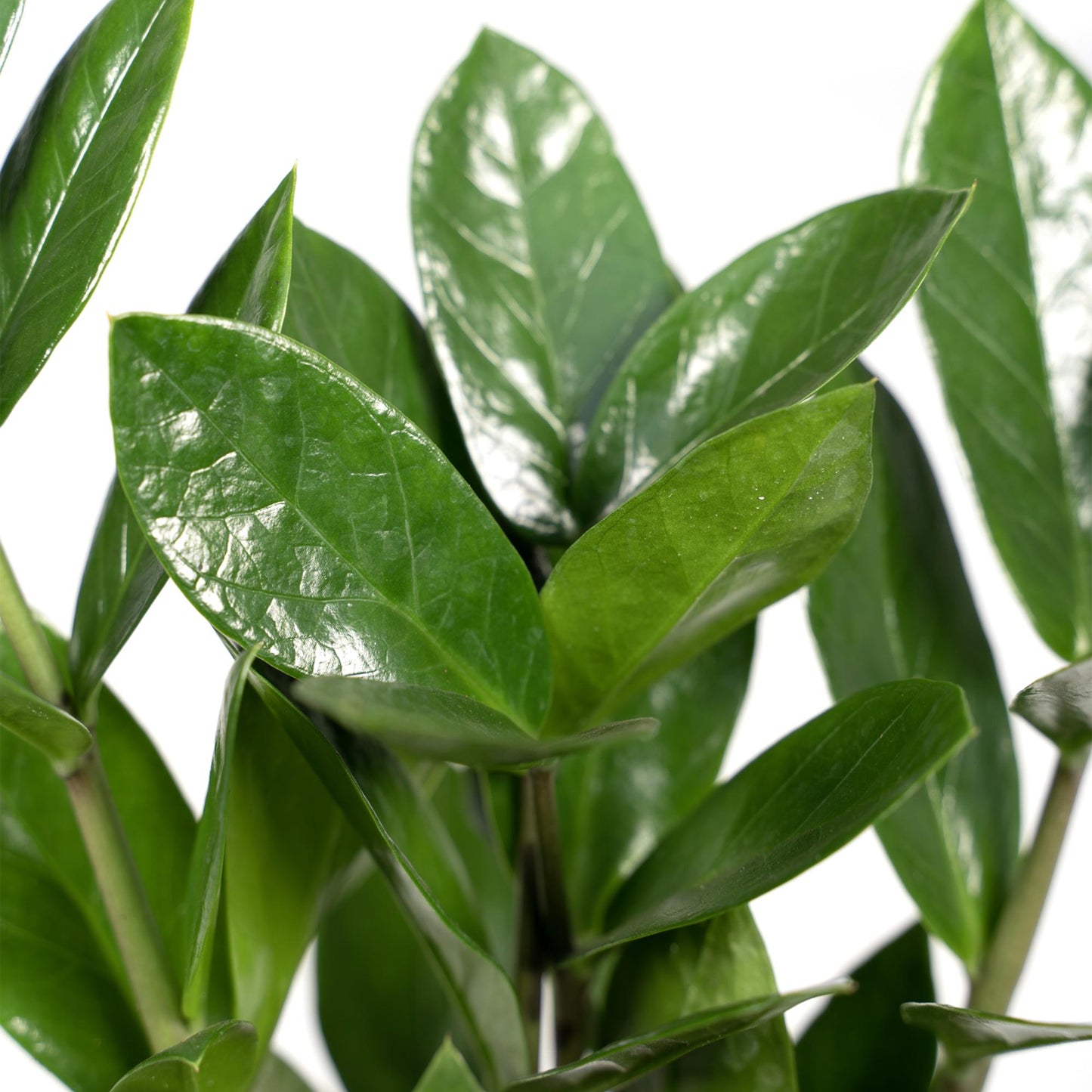 Zamioculcas – Pflegeleichte Zimmerpflanze Ø12cm, 35cm hoch