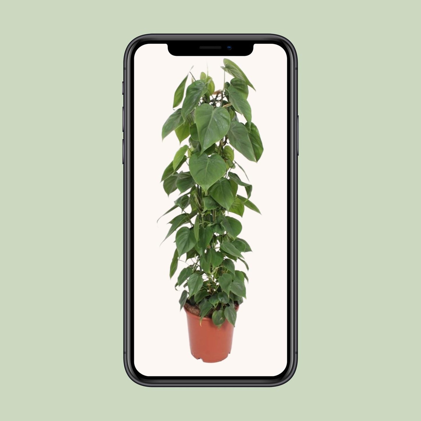Philodendron Scandens – Pflegeleichte Kletterpflanze Ø24cm