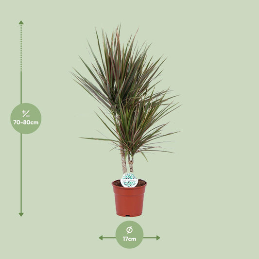 Dracaena Bicolor – Stilvoller Drachenbaum Ø17cm, 75cm hoch