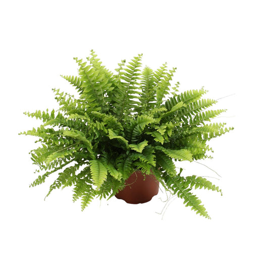 Nephrolepis Boston Green Moment – Pflegeleichter Bostonfarn Ø12cm