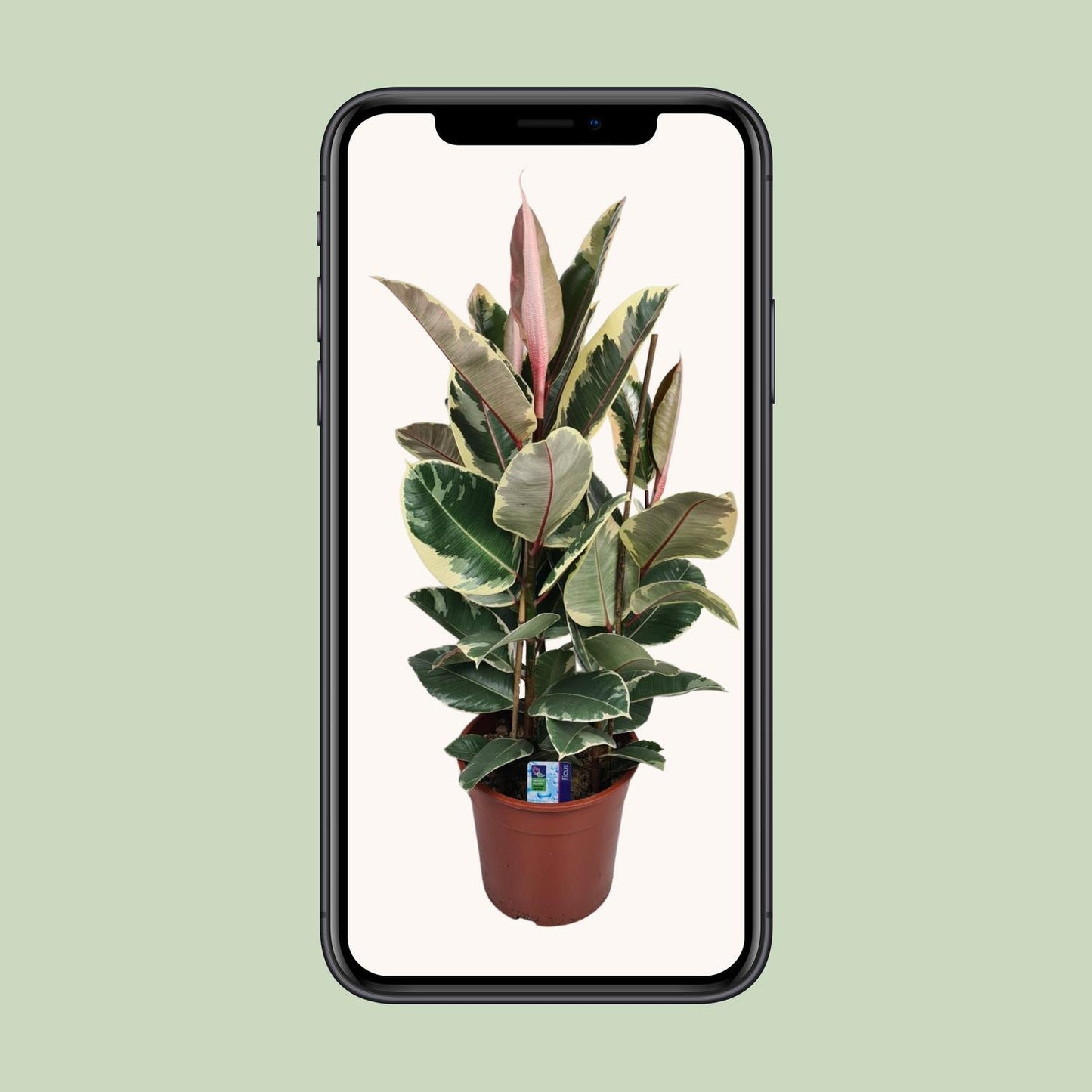 Ficus Elastica Tineke – Pflegeleichte, stilvolle Zimmerpflanze Ø27cm