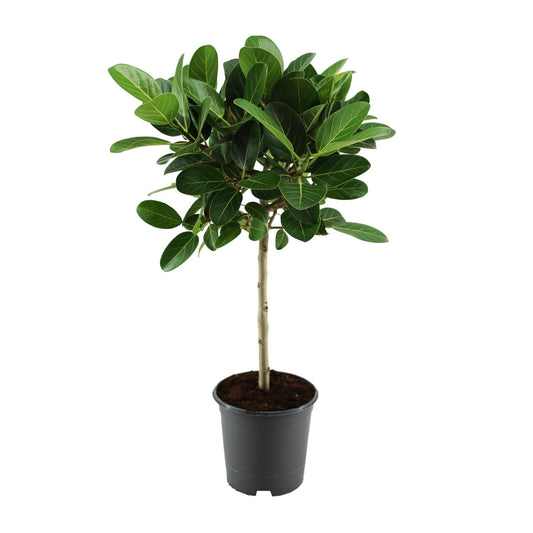 Ficus benghalensis Petite Audrey – Pflegeleichter Halbschatten-Ficus Ø21cm
