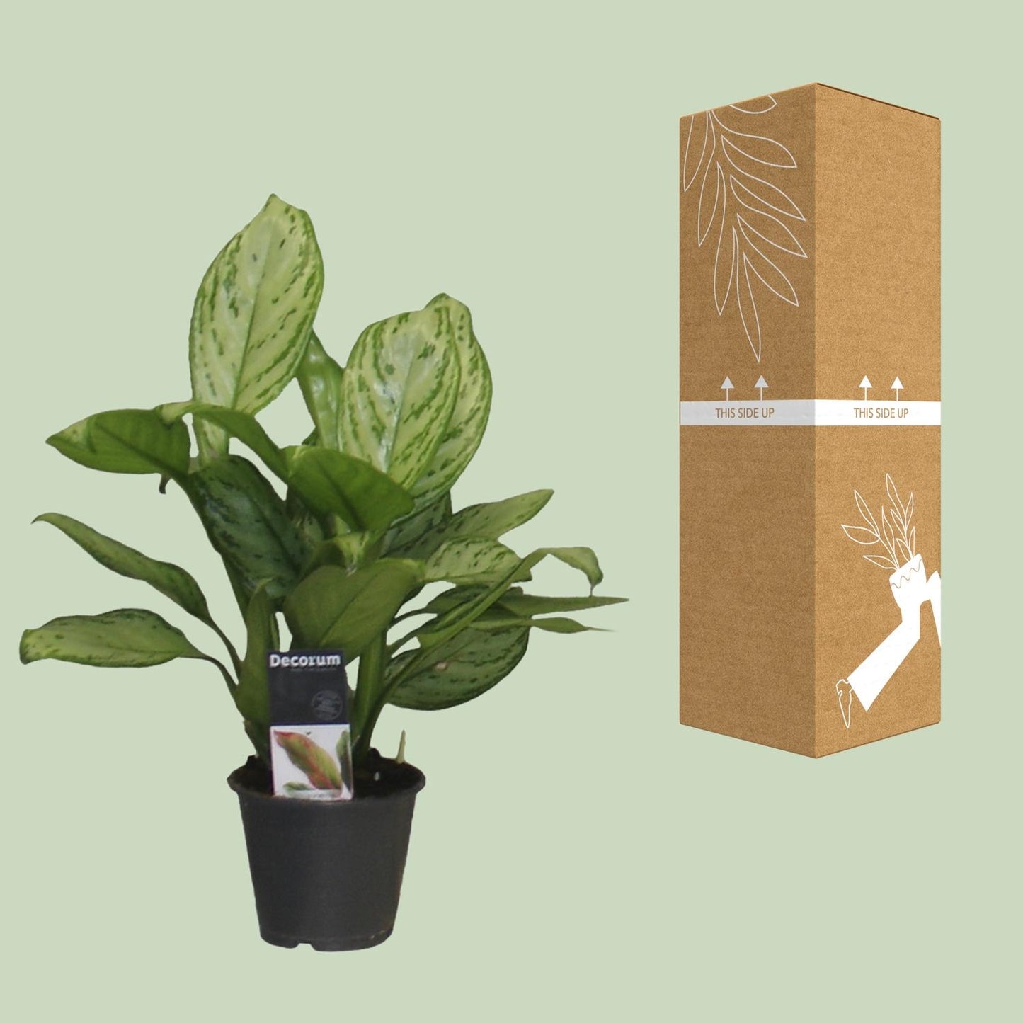 Aglaonema Christina – Pflegeleichte Zimmerpflanze Ø12cm