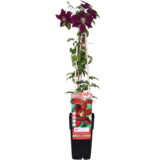 Clematis Niobe – Große rote Kletterpflanze Ø15cm