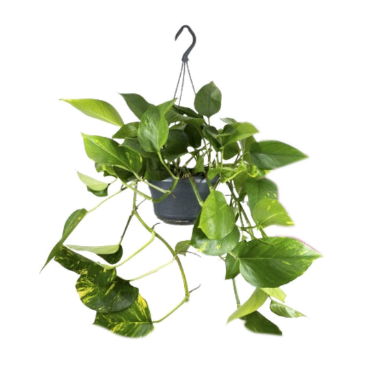 Epipremnum Aureum – Pflegeleichte Kletterpflanze Ø15cm