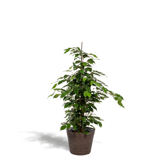 Ficus benjamina Danielle Ø21cm – Luftreinigende Zimmerpflanze mit Korb