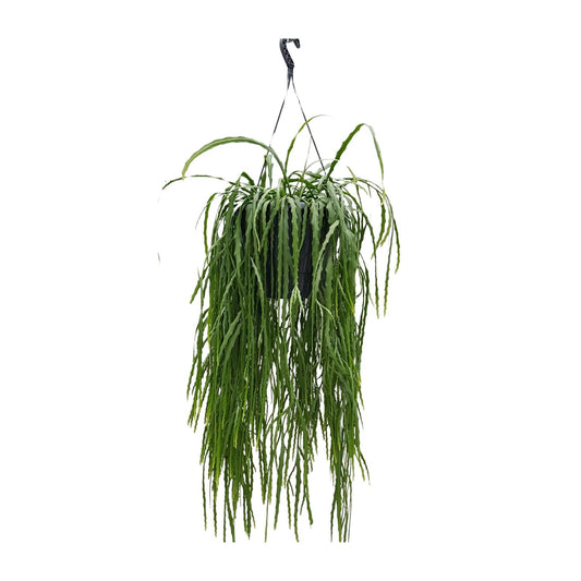 Lepismium Asuntapatense – Exotischer Hängekaktus 25cm