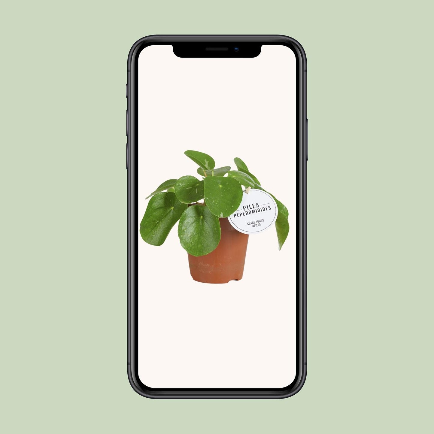 Pilea White Splash – stilvolle, pflegeleichte Zimmerpflanze Ø13cm