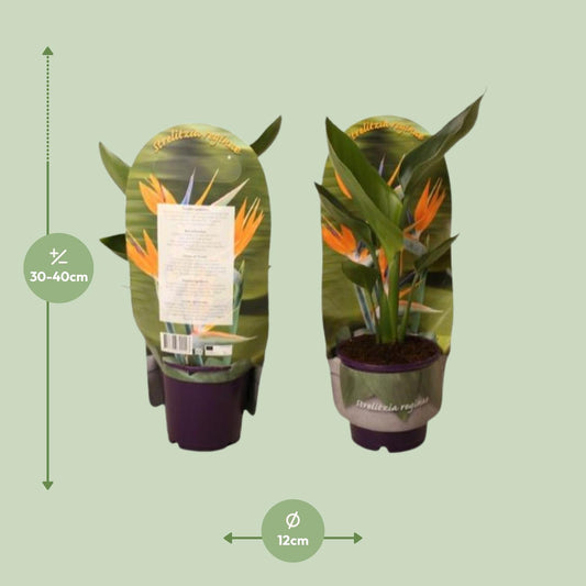 Strelitzia Reginae – Paradiesvogelblume Ø12cm, 40cm hoch