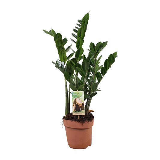 Zamioculcas (ZZ-Pflanze) 80-85 cm im Ø17 cm Topf