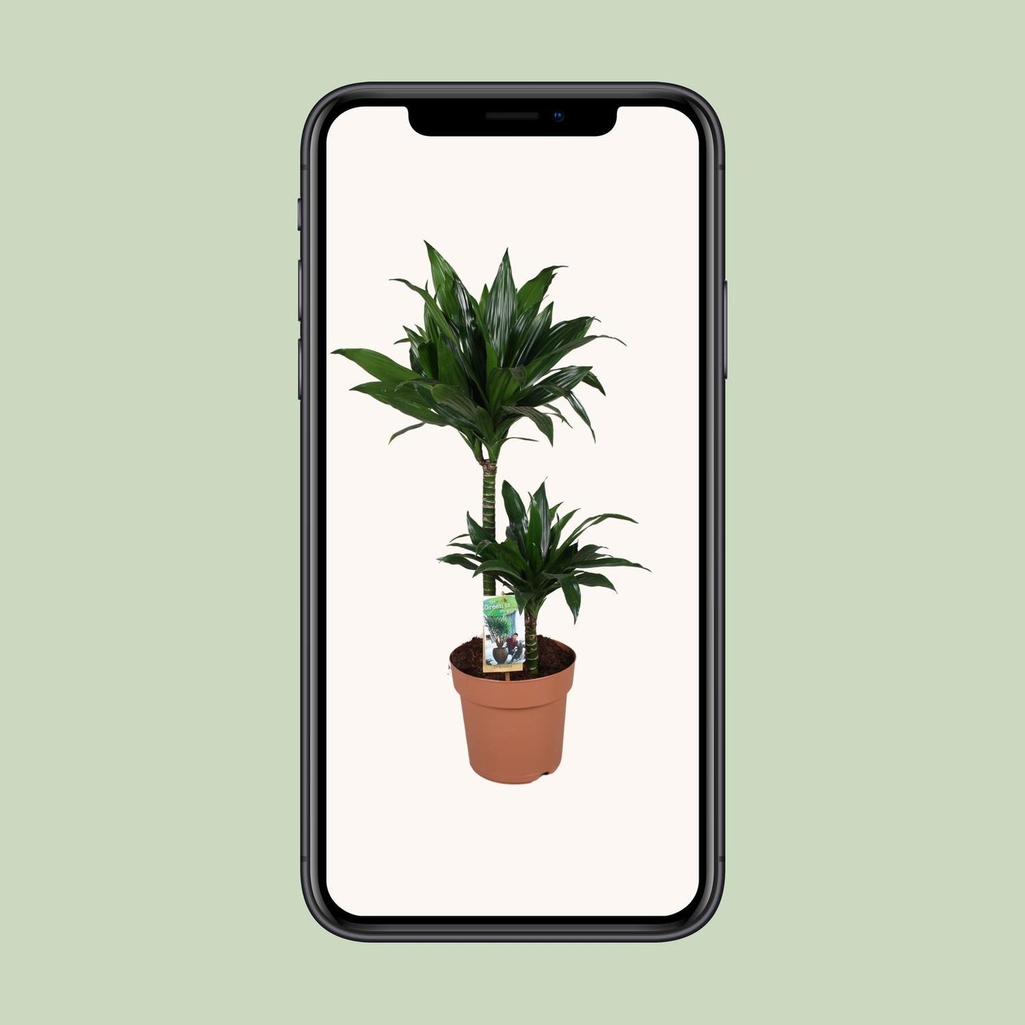 Dracaena Green Jewel – pflegeleichter Drachenbaum Ø21cm, 100cm hoch