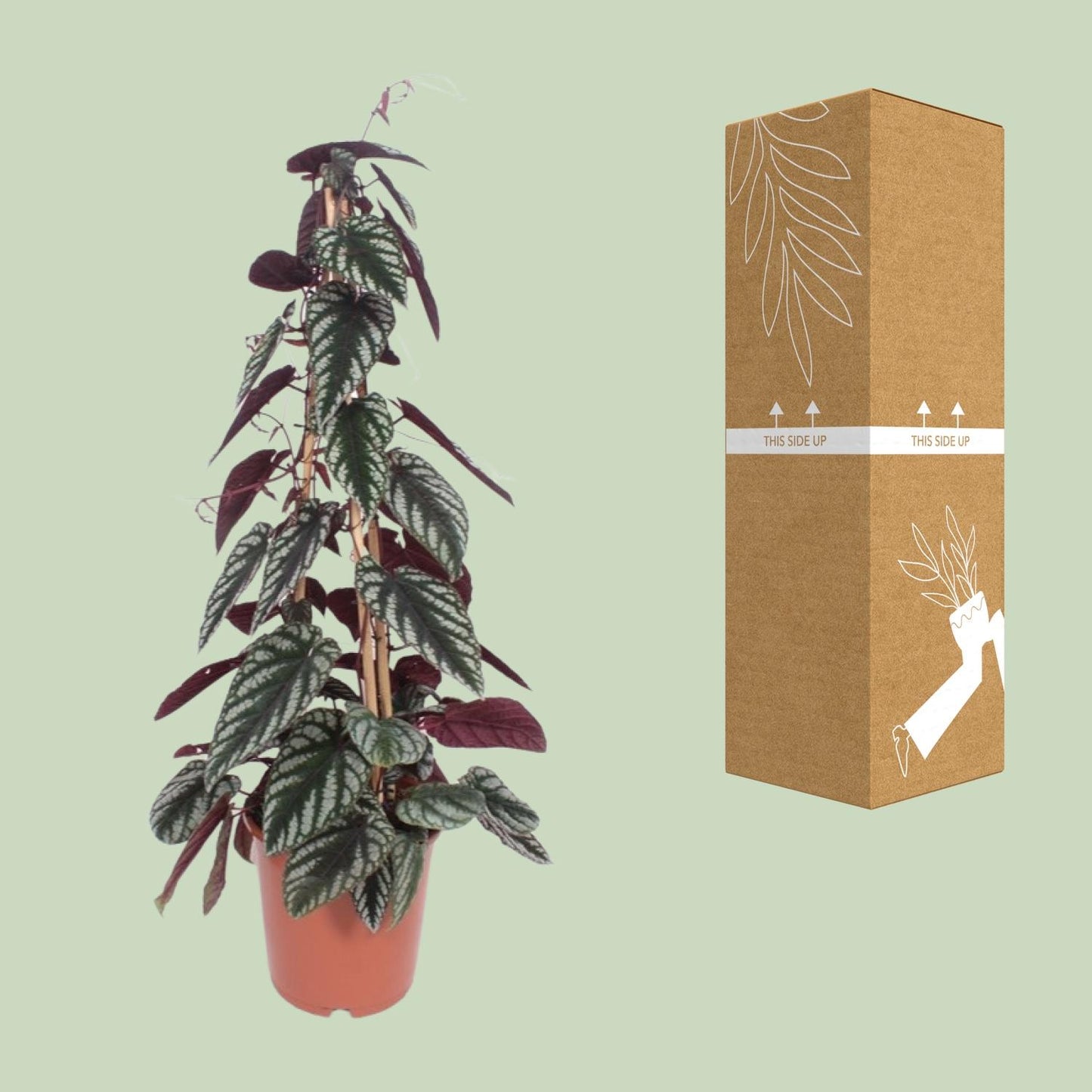 Cissus Antarctica – Pflegeleichte Kletterpflanze Ø24cm, 100cm hoch