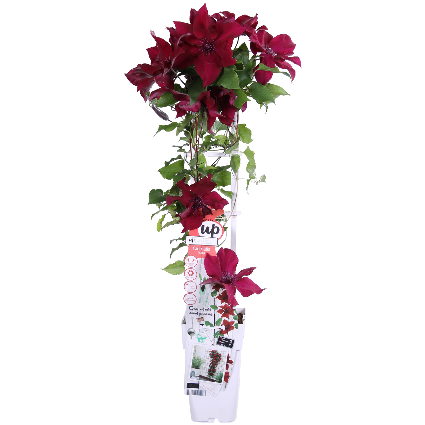 Clematis Nubia – Rote Blütenpracht für Sommer und Herbst