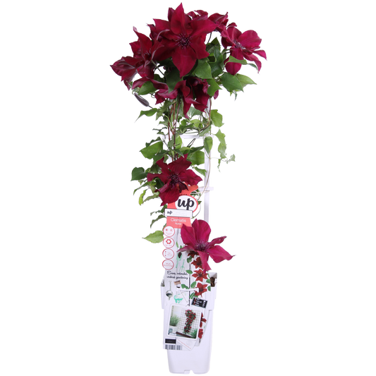 Clematis Nubia – Rote Blütenpracht für Sommer und Herbst