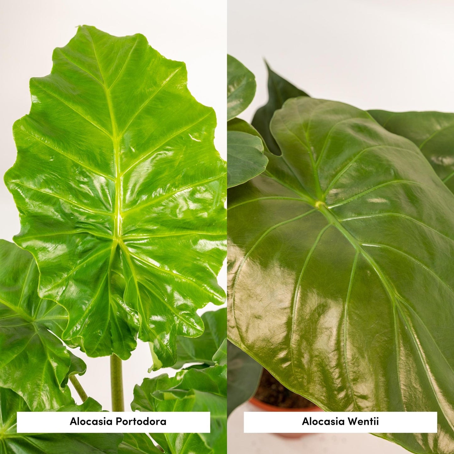 Alocasia Wentii & Portodora – Tropisches Zimmerpflanzen-Set