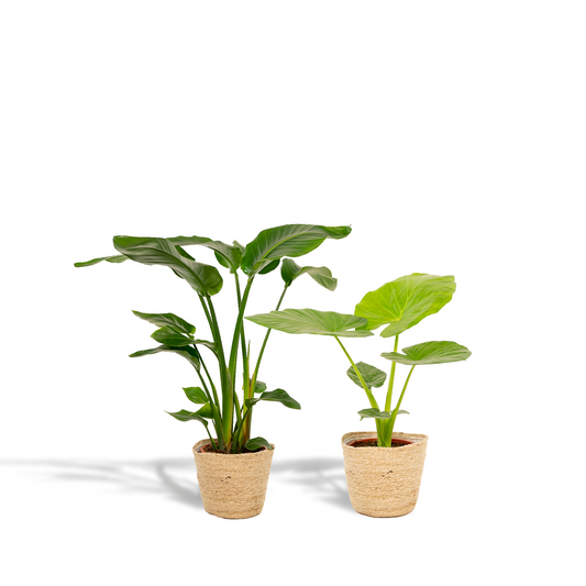 Strelitzia Nicolai & Alocasia Macrorrhiza im Korb Ø19cm
