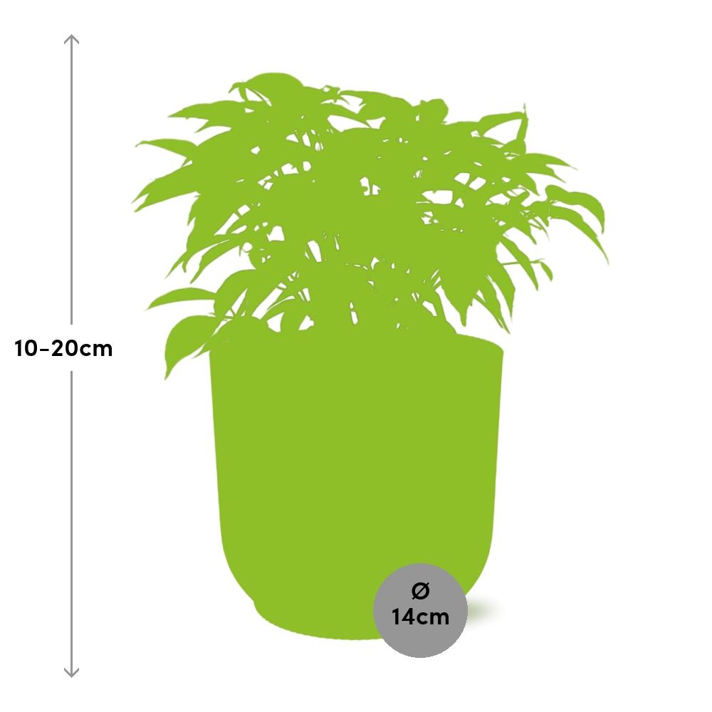 Ficus Benjamina Kinky im ELHO Vibes Fold Topf 14cm Gelb