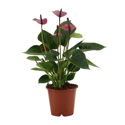 Anthurium Baby Purple – Pflegeleichte Designpflanze Ø12cm