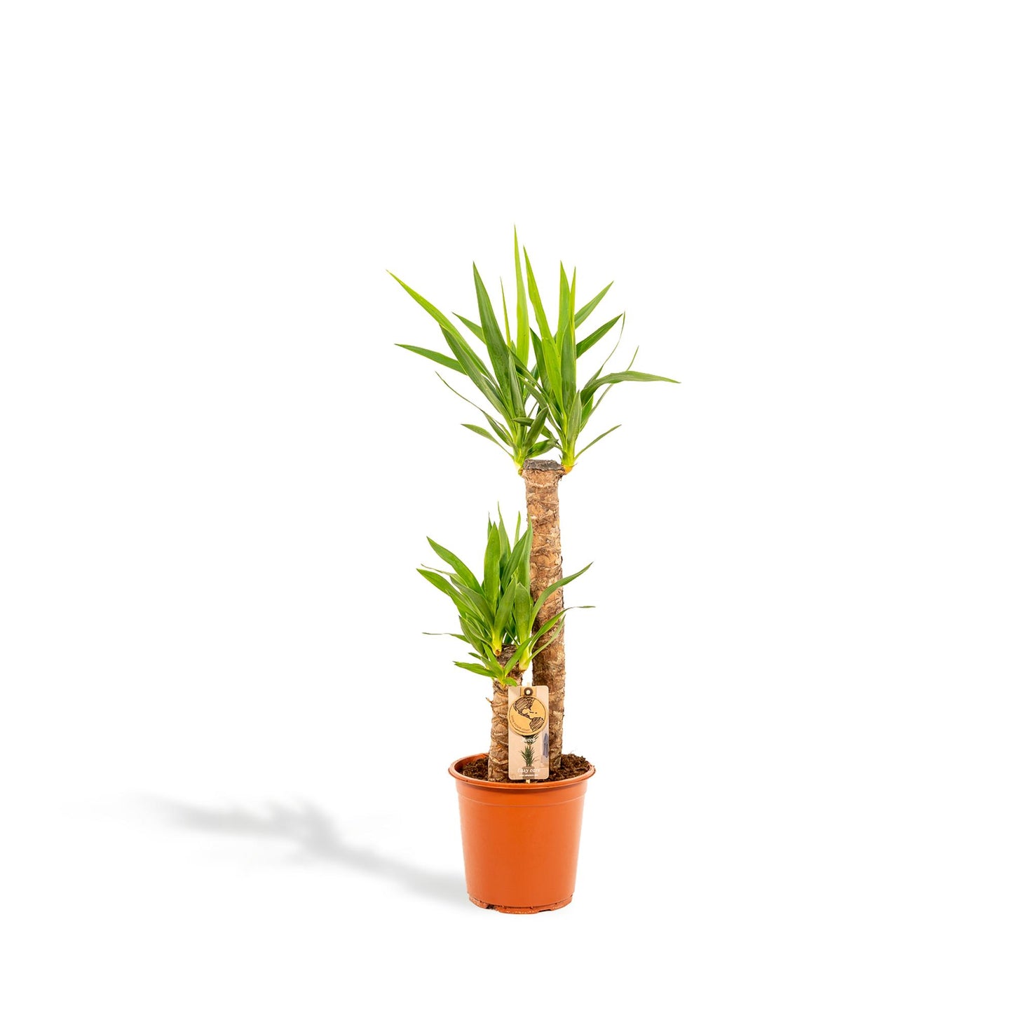 Yucca - Ø21cm Topf - ca. 100cm Höhe