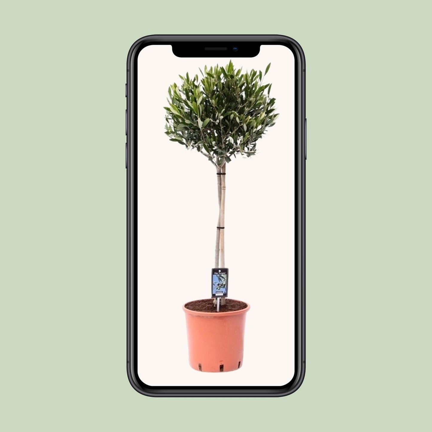 Olea Olijf - Mediterraner Olivenbaum Ø22cm, 90cm hoch