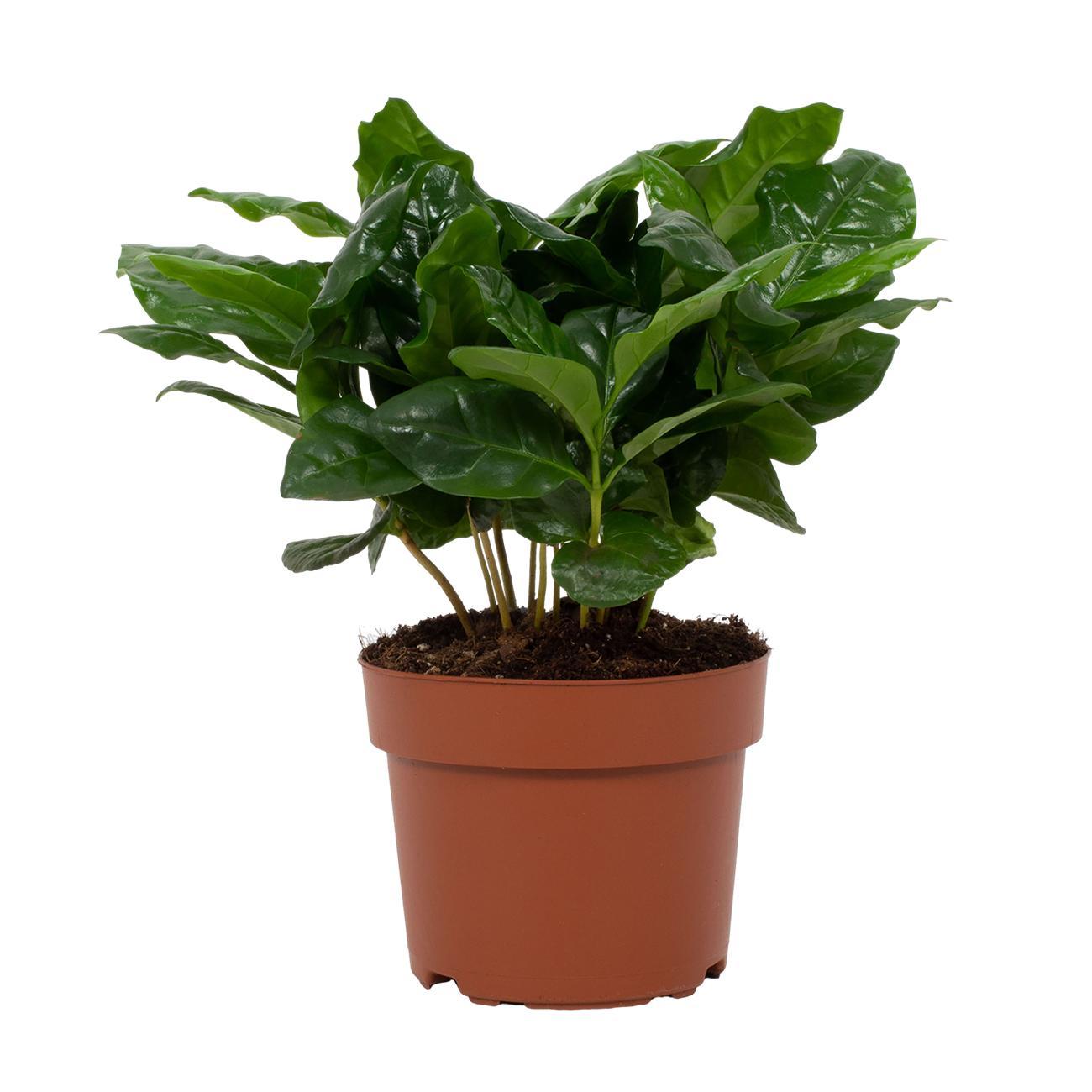 Coffea Arabica – Pflegeleichte Kaffeepflanze im 12 cm Topf