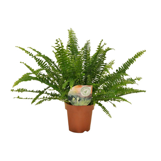 Nephrolepis Green Lady – Pflegeleichter Boston Farn Ø12cm