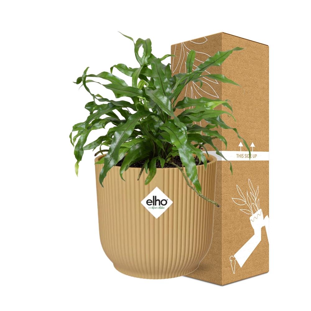 Känguru-Farn (Microsorum Diversifolium) in ELHO Vibes Fold 14cm gelb