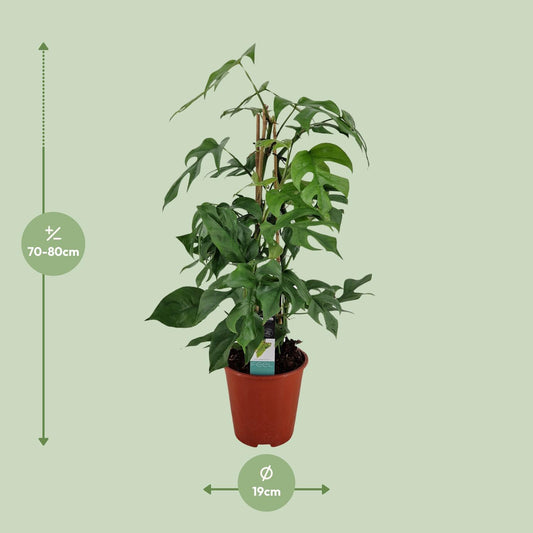 Philodendron Minima Pyramide – Pflegeleichte Zimmerpflanze Ø19cm