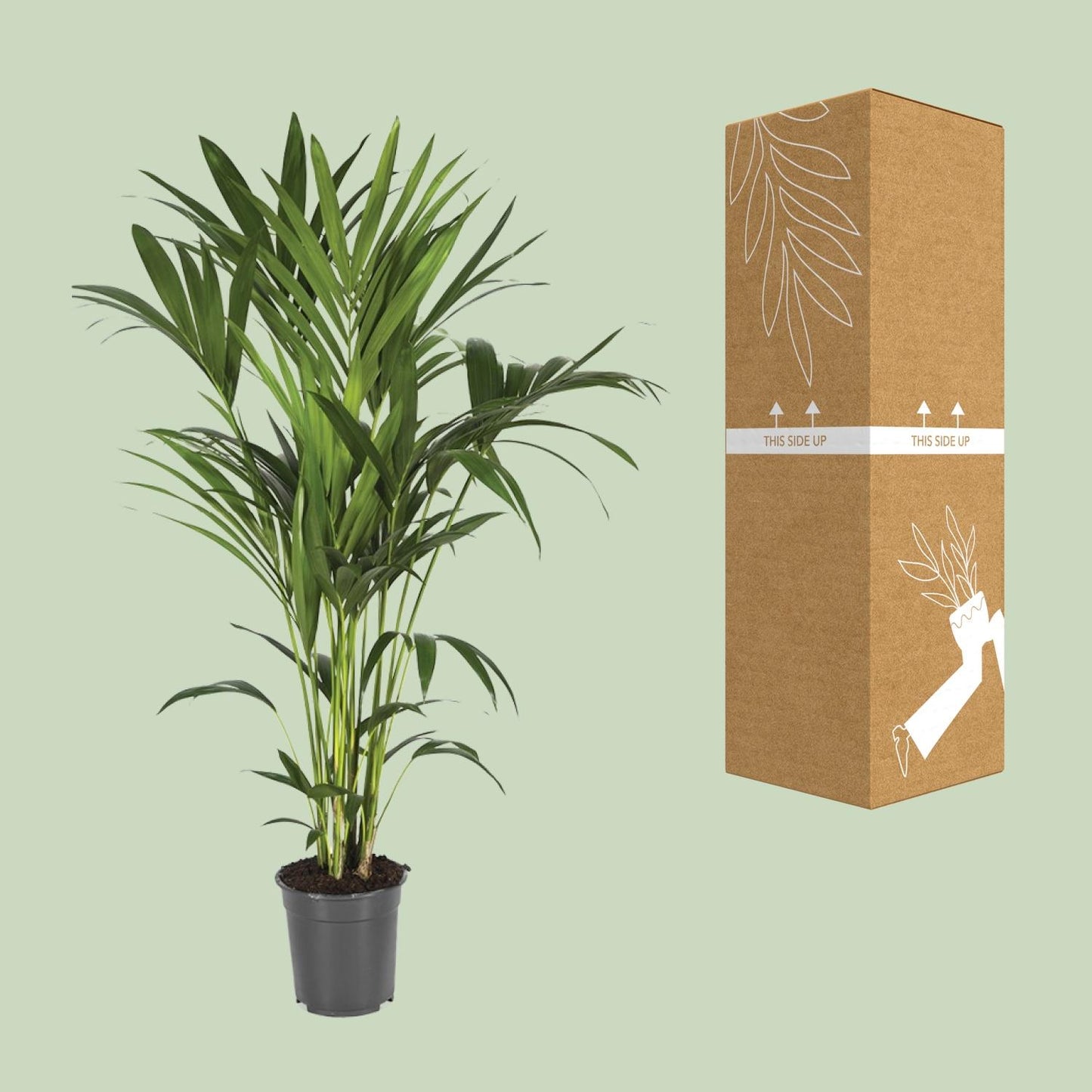 Howea Forsteriana – Elegante Kentia-Palme Ø21cm, 120cm hoch