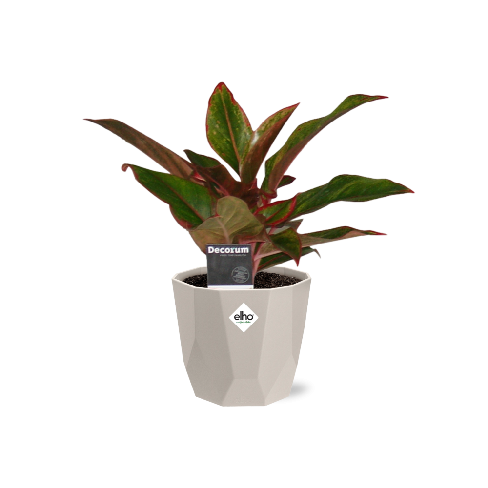 Aglaonema Crete in ELHO b.for rock 14 cm warm grey – Pflegeleichte Zimmerpflanze