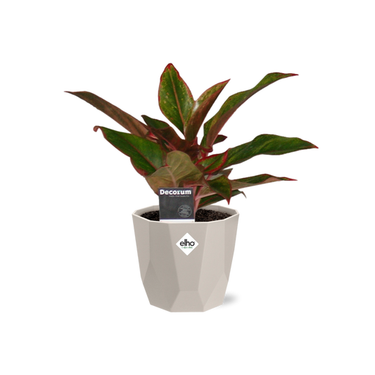 Aglaonema Crete in ELHO b.for rock 14 cm warm grey – Pflegeleichte Zimmerpflanze