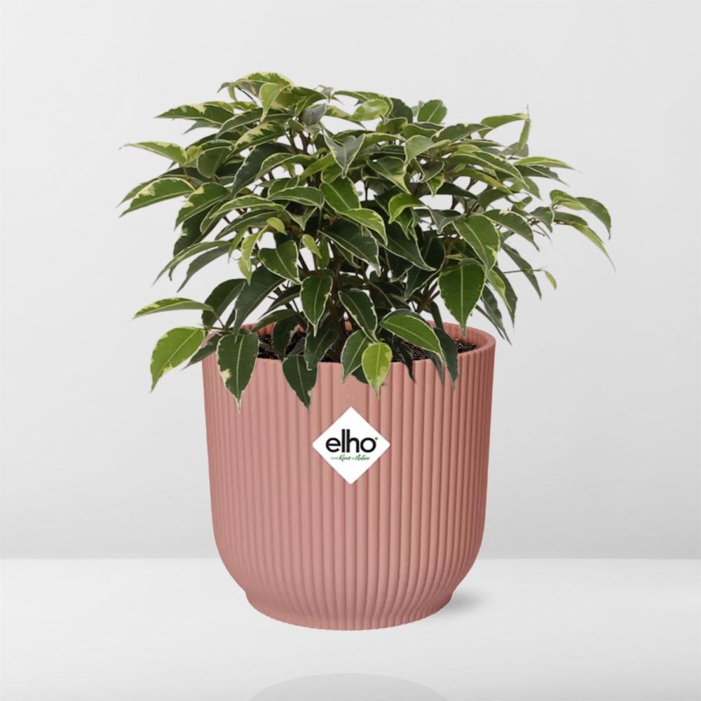 Ficus Benjamina Kinky im ELHO Vibes Fold 14cm Topf rosa