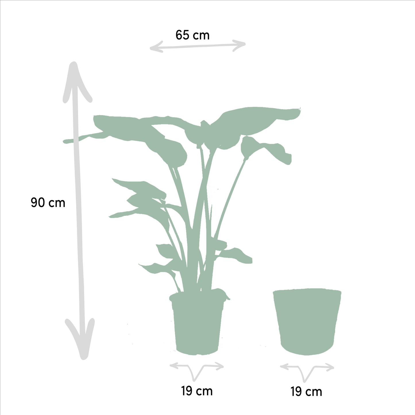 Tropisches Zimmerpflanzen-Set mit Strelitzia & Monstera im Korb