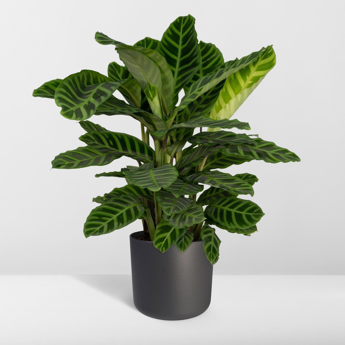 Calathea Zebrina – Pfauenpflanze Ø19cm, ca. 80cm hoch