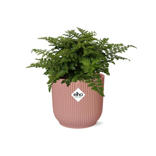 Asplenium Parvati – Eleganter Farn im ELHO Vibes Fold Topf 14cm
