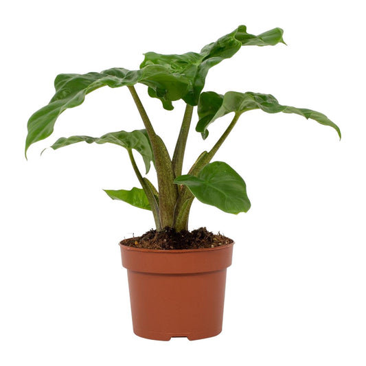 Alocasia Low Rider – Elefantenohr Zimmerpflanze Ø12cm