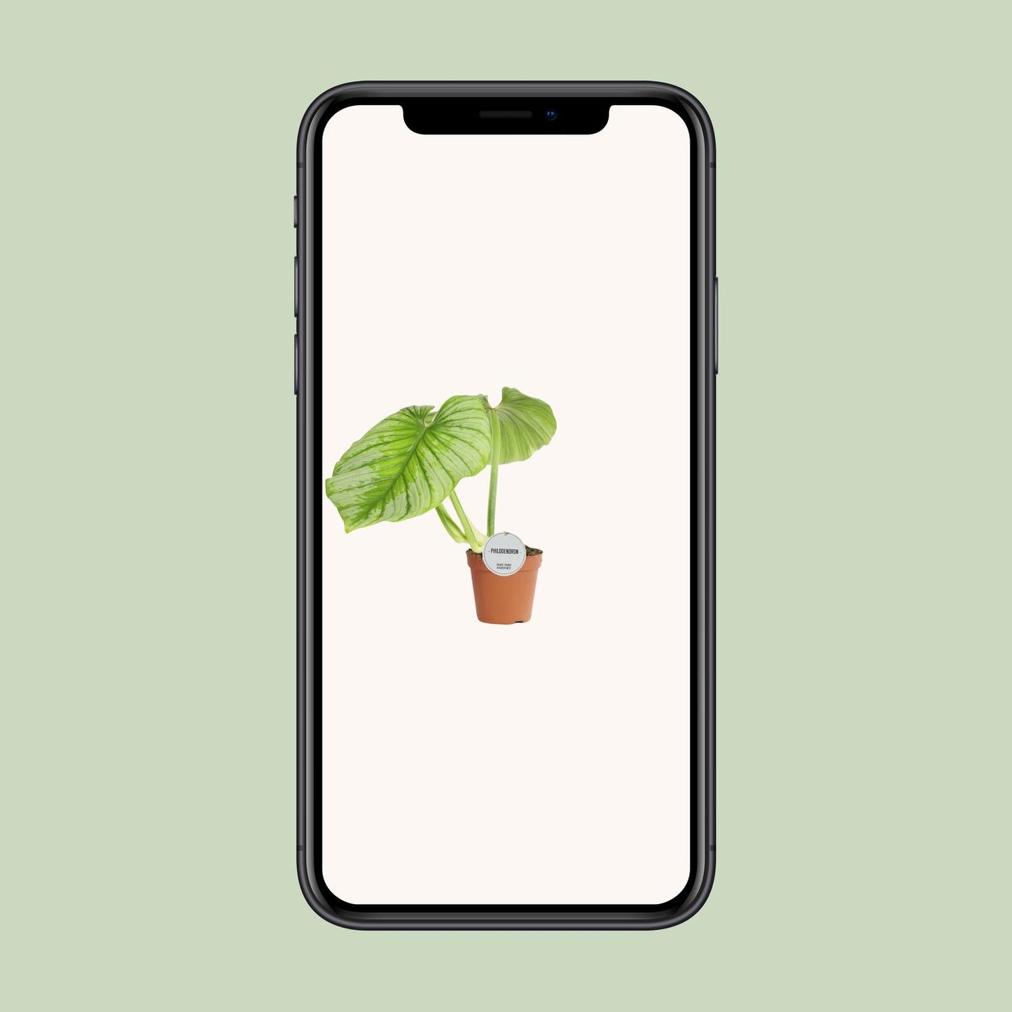 Philodendron Mamei – Pflegeleichte Zimmerpflanze Ø15cm