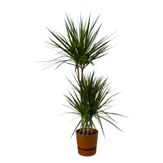 Dracaena Marginata – Elegante, pflegeleichte Zimmerpflanze Ø21cm