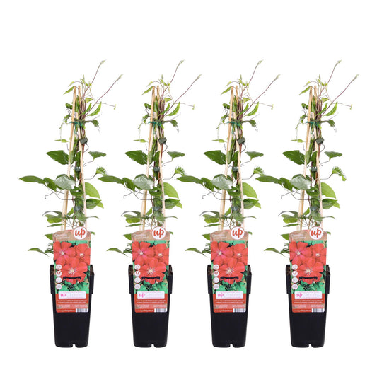 4x Clematis Rouge Cardinal – Großblütige Kletterpflanze Ø15cm