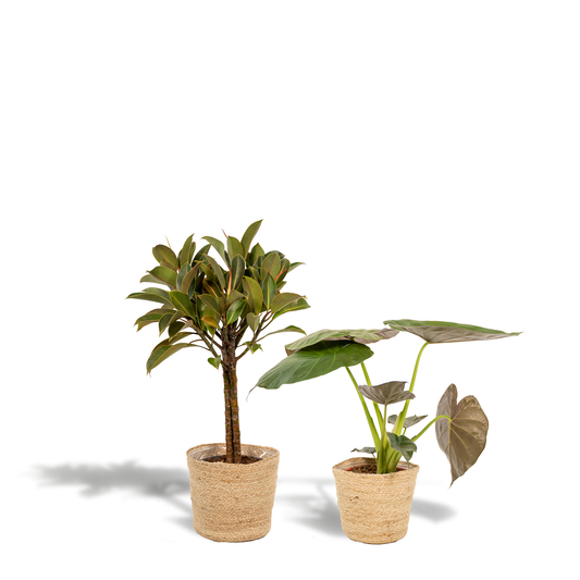 Ficus Elastica Melany & Alocasia Wentii im Korb Ø21cm/Ø19cm